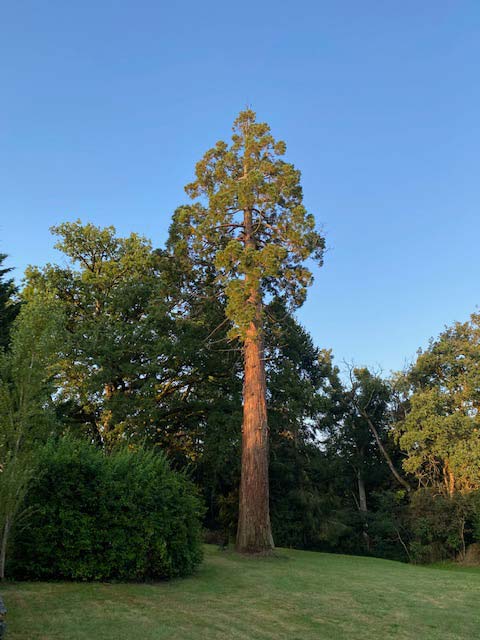 Our rare Sequoia Tree in the grounds of our Chateau in France